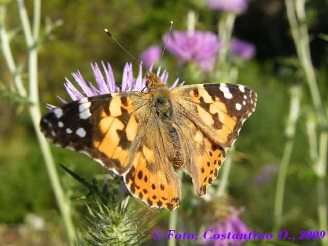 Vanessa cardui, migrazione?